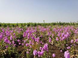 Image result for Striga chrysantha