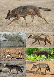 Canis Meaning In Tamil Shabdkosh