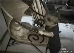 Weitere ideen zu gif bilder lustig, bilder, gif bilder. Lustige Katzen Gifs Katzenwiewir De