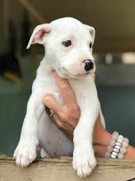 One thing every french bulldog puppy has in common is its cuddly, warm nature. Adopted Freeport Fl Indian Is An Adoptable 2 Month Old Male American Bulldog Boxer Mix Searching For A Forever Fam In 2021 Dont Bully My Breed Animals Boxer Mix
