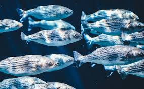 We'll show you to make great meals. Dreams About Fish Interpretation And Meaning