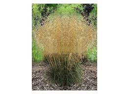 Distribution of this species is widespread including the eastern and western coasts of north america, parts of south america, eurasia and australia. Deschampsia Cespitosa Goldschleier Bulbi Nl