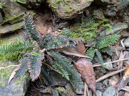 Image result for Pteris atrovirens