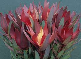 Safari Magic Australian Native Flowers Australian Flowers Flower Show