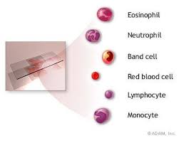 Image result for Monocyte Count
