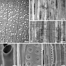 Image result for Androstachys