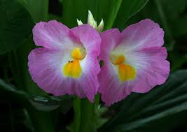 Image result for Siphonochilus rhodesicus