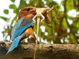 Yali Capkini Prey Animals Bird Photography Prey
