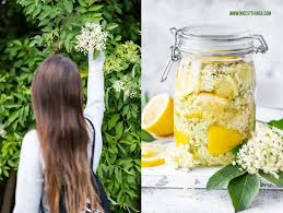 Holunderblutensirup Ohne Zucker Kalorienarm Nicest Things Holunder Sirup Holunderbluten Rezepte