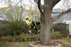 Promoting the story of historic trees and the work done to preserve them. Precise Tree Care Specializing In All Your Tree Care Needs
