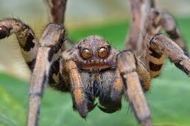 Why Do Spiders Curl Up When They Die Spider Animals Macro Photos