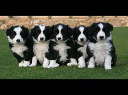 Border Collie Puppies Dogs For Sale In Albany County Georgia Ga Alpharetta Marietta Youtube