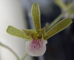 Image result for Eulophia sp. nov.