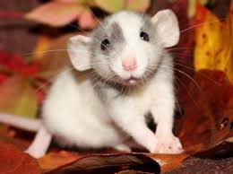 When did dumbo rats come to the uk? This Is A Dumbo Rat They Re Different From Normal Rats In That They Have Big Ears Eyebleach