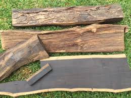 Image result for Dalbergia melanoxylon