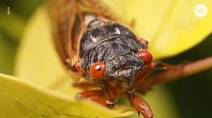 Reporters heading to the g7 are delayed for seven hours by brood x cicadas, the largest of all cicada species, emerge from underground every 17 years in the. Cicada Brood X Is Coming In 2021 What Does That Mean For Cincinnati