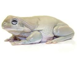 Maybe you would like to learn more about one of these? Whites Tree Frog For Sale Reptiles For Sale