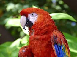 Bird With No Feathers The Wonderful And Big Scarlet Macaw The Big Macaw With No Feathers On The Leather That Cheek Patch Around And Below The Eyes Virtua Bird Macaw Animals