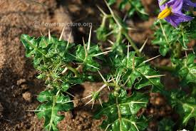 Image result for Solanum torreanum