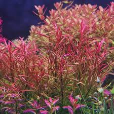 Image result for Cuphea