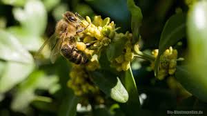 Kann Man Bienenpollen Essen Blutenpollen Naturliche Urkraft