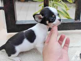 Apple Head Chihuahua Black And White Micro Applehead Chihuahua Puppies Ready Today Chihuahua Puppies Chihuahua Puppies For Sale Chihuahua