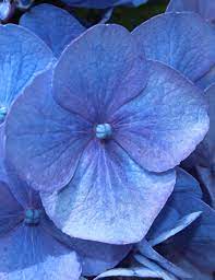 The Beauty Of The Hydrangea Close Up Hydrangeas Art Flowers Photography Wallpaper Watercolor Hydrangea