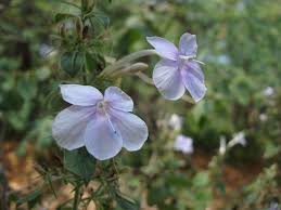 Image result for Barleria megalosiphon
