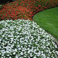 Image result for Impatiens quisqualis