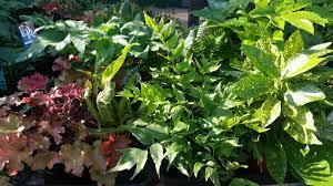 Check spelling or type a new query. Urban Plant Life Dublin S Only City Centre Garden Centre