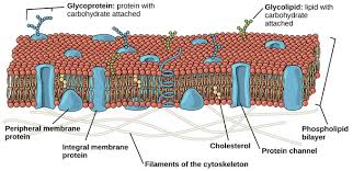 Does animal cell have non membrane bound organelles. Eukaryotic Cells Boundless Biology