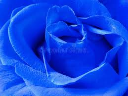 142 457 Blue Rose Photos Free Royalty Free Stock Photos From Dreamstime If you're in search of the best blue rose wallpaper, you've come to the right place. 142 457 blue rose photos free