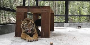 Karena kandang berpengaruh sekali terhadap untuk itu, pembuatan kandang harus dibuat sebaik mungkin agar burung puyuh merasa nyaman sehingga dapat berproduksi dengan maksimal. Harimau Sumatera Berulang Kali Masuk Permukiman Warga Resah