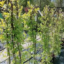 Their long cascading, drooping branches are good landscaping choices examples of some small deciduous weeping trees include types of birch trees, cherry trees, willows, weeping redbud and maples, which have stunning. Salix Caprea Kilmarnock Willow Weeping Tree Spd Fife