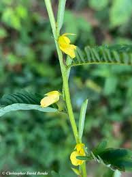 Image result for Chamaecrista grantii