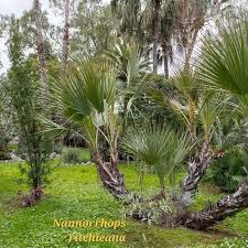 Image result for Nannorrhops ritchieana