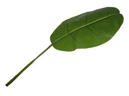 Maybe you would like to learn more about one of these? Artificial Banana Leaf L130cm Artificial Plants Flowers Dubai Garden Centre