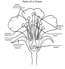 He had a very bad habit of teasing or insulting other animals for their appearance. Parts Of A Flower Chart Danada