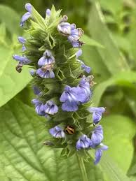 Image result for Salvia hispanica