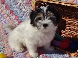 We only breed the havanese puppies with if you are interested in a havanese puppy don't hesitate to call or email because they are almost. Litter Of 6 Havanese Puppies For Sale In Crystal River Fl Usa Adn 51994 On Puppyfinder Com Gende Havanese Puppies For Sale Havanese Puppies Puppies For Sale