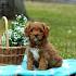 Cavapoo Puppies For Sale Near Me | Cavadoodle Breeders