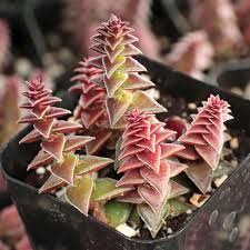 Image result for Crassula capitella
