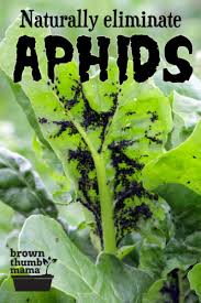 Check spelling or type a new query. 8 Natural Ways To Get Rid Of Aphids Brown Thumb Mama