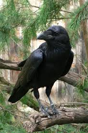 All Black Bird With Black Beak Pin By Cynsurreal On Crow Raven Bird Crow Black Bird