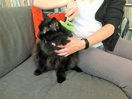 You will want to look for a moisturizing shampoo that is specially formulated for cats. Safari Self Cleaning Slicker Brush For Cats Reduces Hairballs And Mats