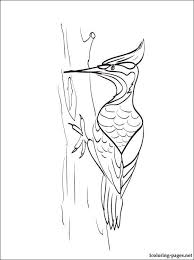Woodpecker Coloring Page For Free Coloring Pages Super Coloring Pages Bird Art
