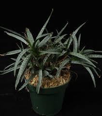 Image result for Ledebouria Unidentified sp. no3.