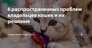 6 rasprostranennyh problem vladelcev koshek i ih reshenie