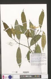 Image result for Tabernaemontana eglandulosa