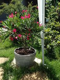 Nerium Oleander Italia Tuin Planten